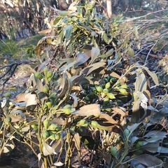 Eucalyptus scias scias