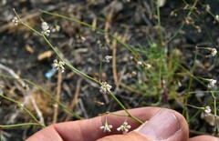 Eriogonum cernuum