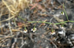 Eriogonum cernuum