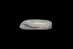 Cylichna cylindracea