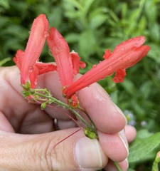 Penstemon barbatus torreyi