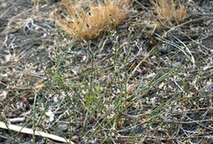 Eriogonum cernuum