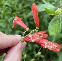 Penstemon barbatus torreyi