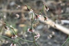 Eriogonum cernuum