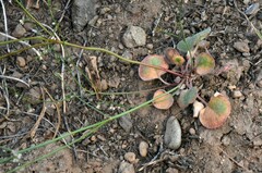 Eriogonum cernuum