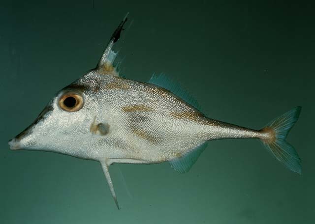 Blacktip tripodfish (Trixiphichthys weberi) — Triacanthidae