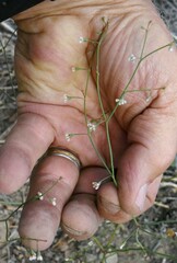 Eriogonum cernuum