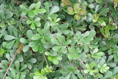 Cussonia thyrsiflora