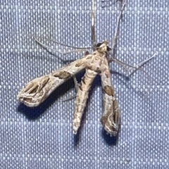 Lineodes interrupta