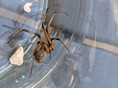Latrodectus geometricus
