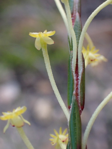 Image of Struthiola garciana by (c) Ren Hoekstra, some rights reserved (CC BY)