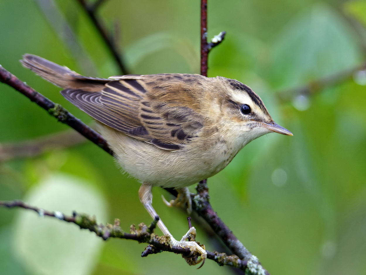 Sedge Warbler