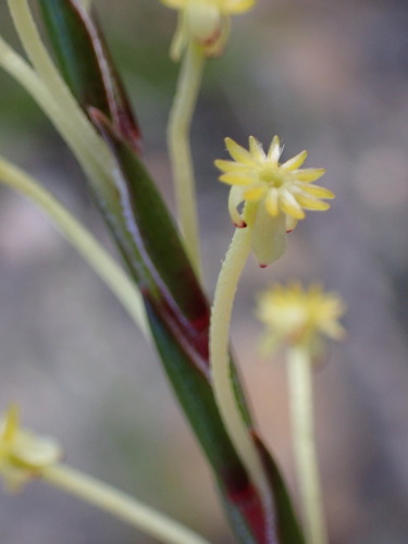 Image of Struthiola garciana by (c) Ren Hoekstra, some rights reserved (CC BY)