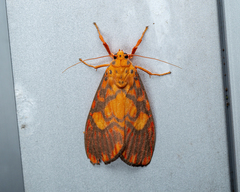 Ammatho roseororatus