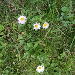 Bellis perennis