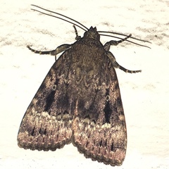 Amphipyrinae