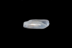 Cylichna cylindracea