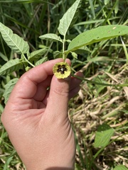 Physalis virginiana
