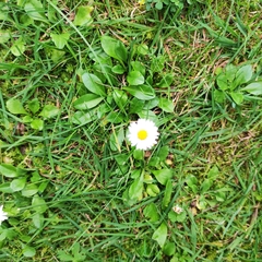 Bellis perennis