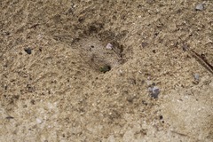 Stictia signata