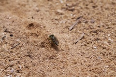 Stictia signata