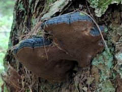 Phellinus lundellii