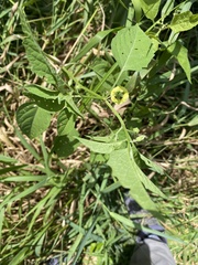 Physalis virginiana