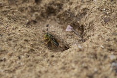 Stictia signata