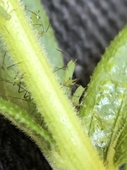 Uroleucon caligatum