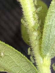 Uroleucon caligatum