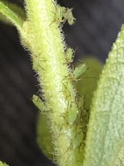 Uroleucon caligatum