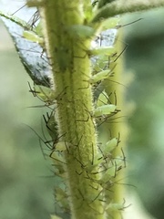 Uroleucon caligatum