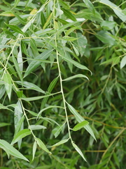 Salix