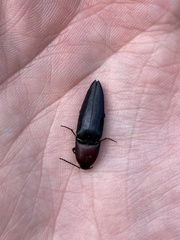 Parallelostethus attenuatus