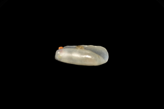 Cylichna cylindracea