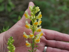 Linaria vulgaris