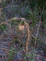 Elymus californicus