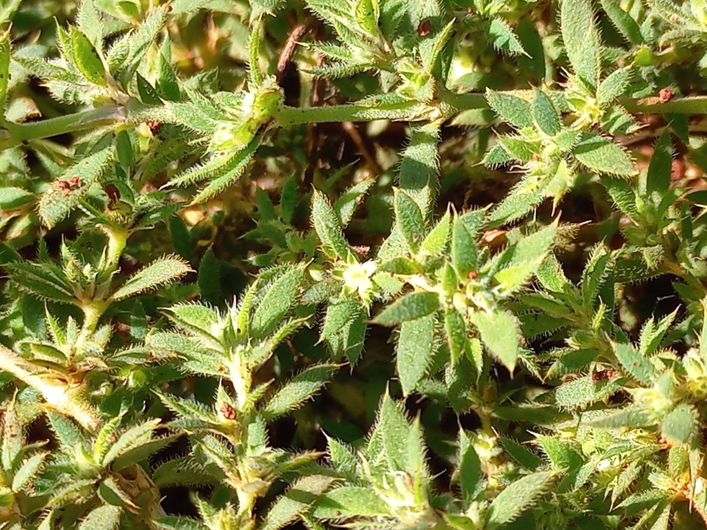 Hierba de la golondrina