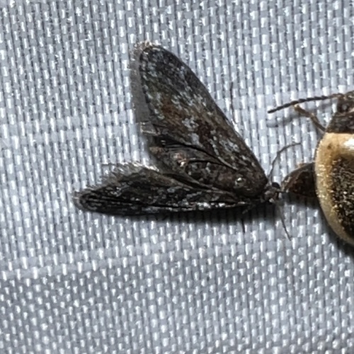 Black Duckweed Moth photo 6