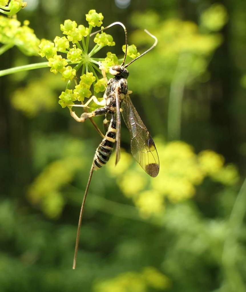 Spilopteron formosum