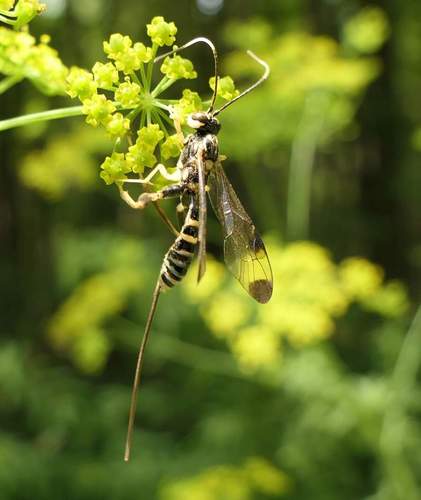 Spilopteron formosum