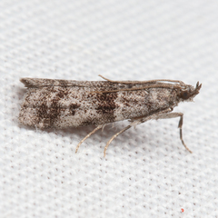 Laetilia fiskeella