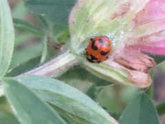 Hippodamia caseyi