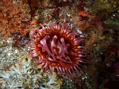 Urticina mcpeaki