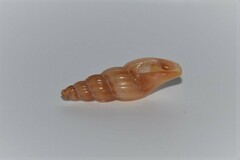Mangelia attenuata