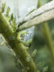 Uroleucon caligatum