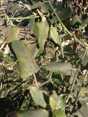 Araujia sericifera