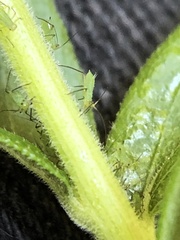 Uroleucon caligatum