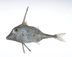 Long-Tail Tripodfish photo 3