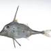 Longtail Tripodfish - Photo (c) Smithsonian Institution, National Museum of Natural History, Department of Vertebrate Zoology, Division of Fishes, some rights reserved (CC BY-NC-SA)